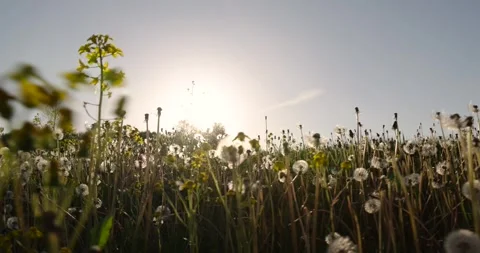 A large number of white dandelions at sunset, a field with white dandelion Stock Footage 274256368