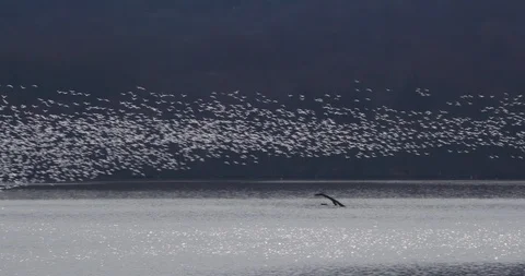 Large number of white ducks flying over river at Willow Point Stock Footage 93370911