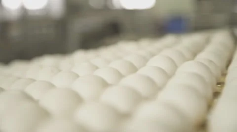A large number of white eggs moving on conveyor belt Stock Footage 64267905