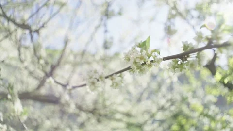 A large number of white flowers on a tree branch in the sun. Stock Footage 239628123