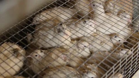 A Large Number of White Quails in A Cage. Chickens in an Iron Cage. Stock Footage 151386780