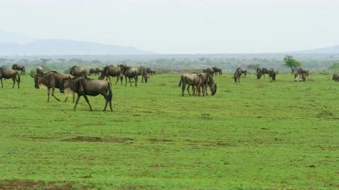 A large number of Wildebeest animals grazing and walking in the wild. Stock Footage 207977089