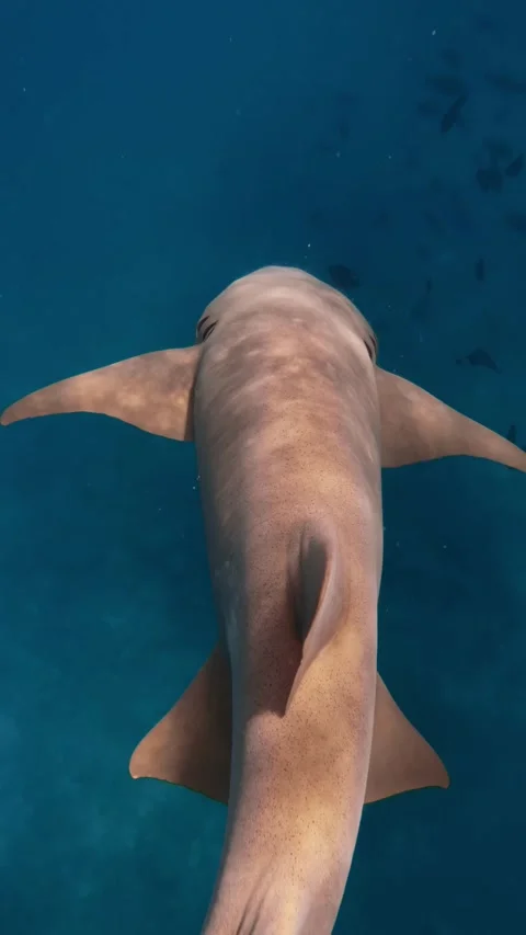 A large nurse shark glides alongside and swims off to other sea creatures in Stock Footage 317754512