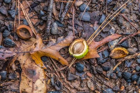 Large nut on the forest ground Stock Photos