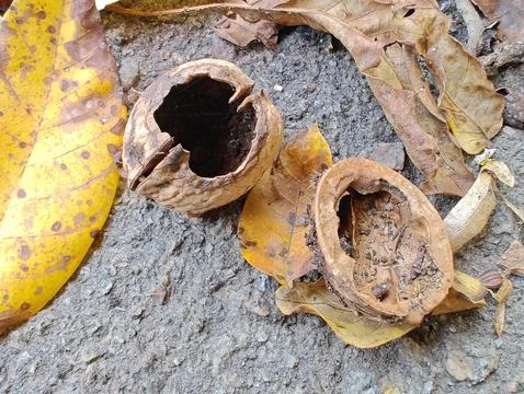 Large nut shell with holes Stock Photos