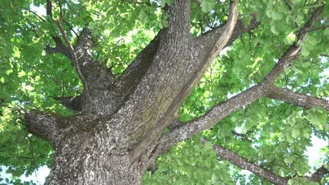 Large oak from the bottom Stock Footage 155788166