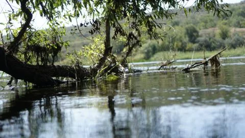 Large oak branch going under water Stock Photos