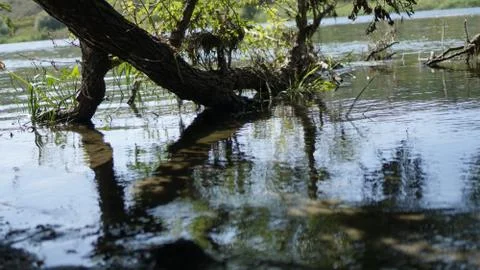Large oak branch going under water Stock Photos