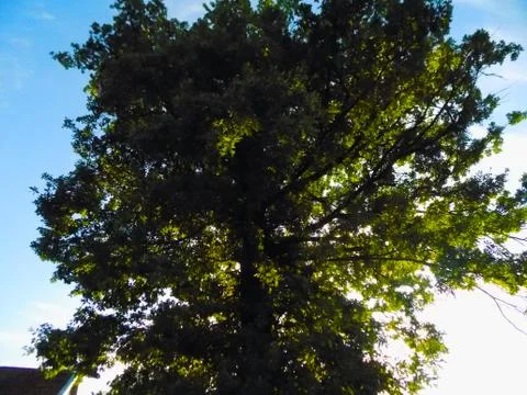 Large oak Stock Photos