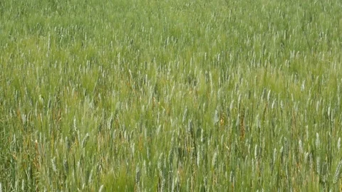 A large oak that stands out towards the sky dominates a wheat field Stock Footage 154555592