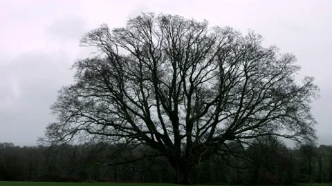 Large Oak Tree in 4k part 1 of 4 Stock Footage 148700165