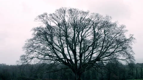 Large Oak Tree in 4k part 4 of 4 Stock Footage 148700823