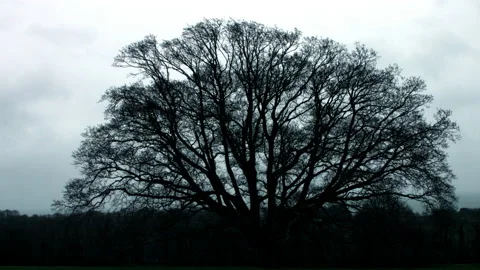 Large Oak Tree in 4k part 3 of 4 Stock Footage 148701012
