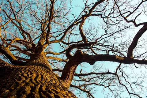 Large oak tree against the sky Stock Photos