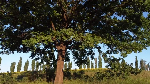 Large oak tree and small trees next to a sunflower field. Stock Footage 232040105