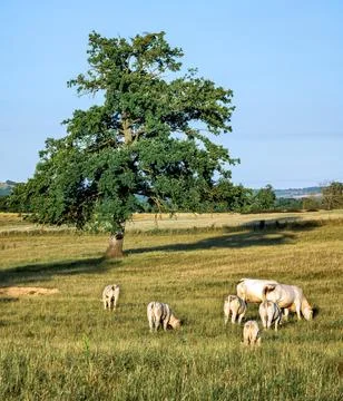 Large oak tree and small herd of cows grazing on a green pasture in summer Stock Photos