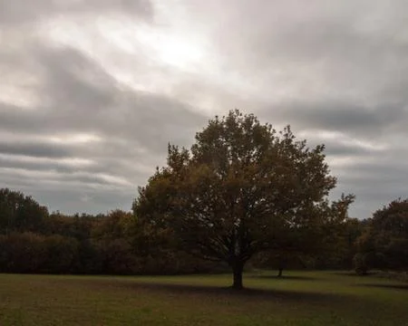 Large oak tree autumn cloudy moody sky one field alone Foto stock