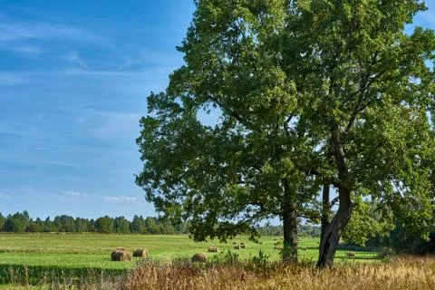 A large oak tree on the background of a field on a summer day Stock Photos