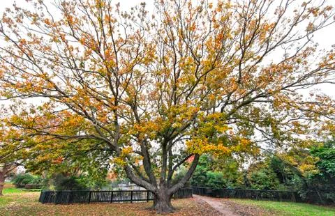A large oak tree beginning to show fall colors in New Zealand Stock Photos
