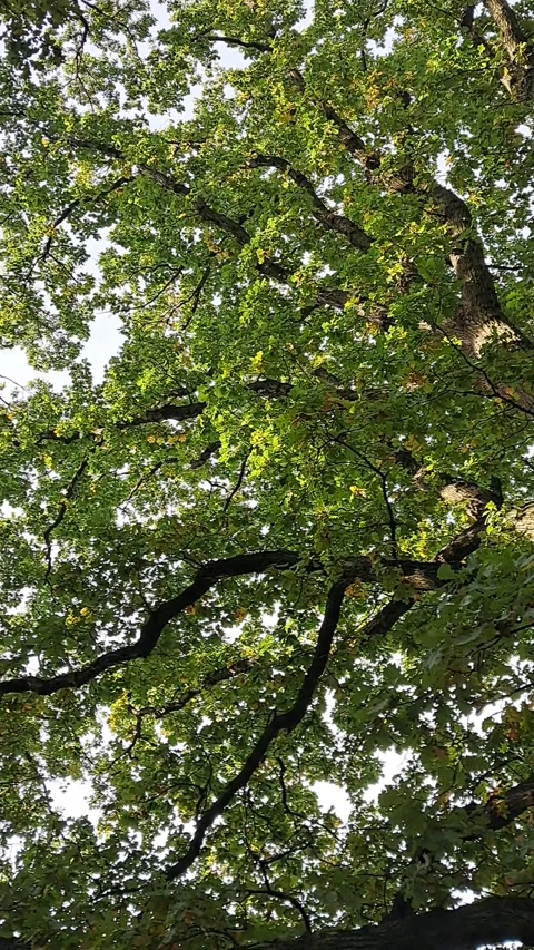 Large oak tree: camera movement from trunk to crown, rotating upward Stock Footage 320795298