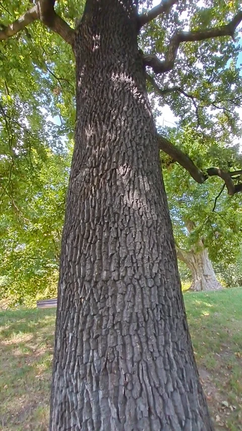 Large oak tree: camera movement from trunk to crown, rotating upward Stock Footage 322571549