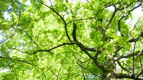 A large oak tree with dense foliage on a sunny day Vídeos de archivo 201303239