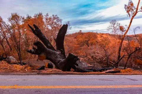 Large oak tree destroyed by fire by road Stock Photos