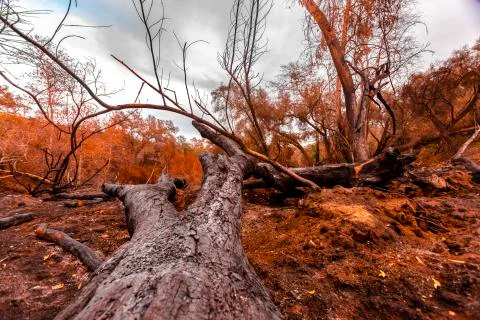 Large oak tree destroyed by fire laying down Stock Photos