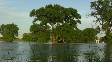 Large Oak Tree In Flooded Park In Dallas Texas Video stock 52814214