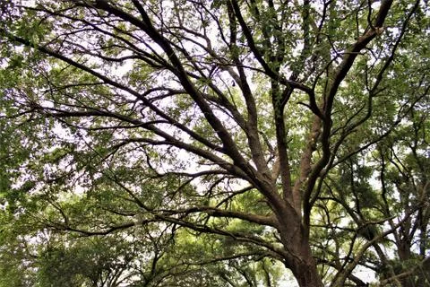 Large Oak Tree In Florida Stock Photos