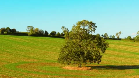 Large oak tree in green rural field beneath clear blue sky. Solitary mature tree Stock Footage 346604614