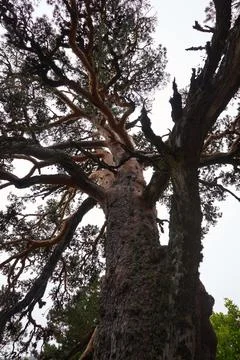A large oak tree with large, whimsically shaped branches. Stock Photos