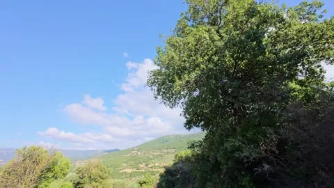 Large Oak Tree Moving in Wind on Rural Hill in Greece Stock Footage 321533513