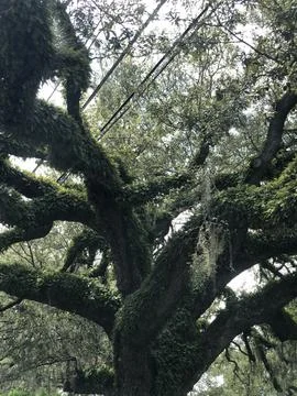 Large Oak Tree 库存照片