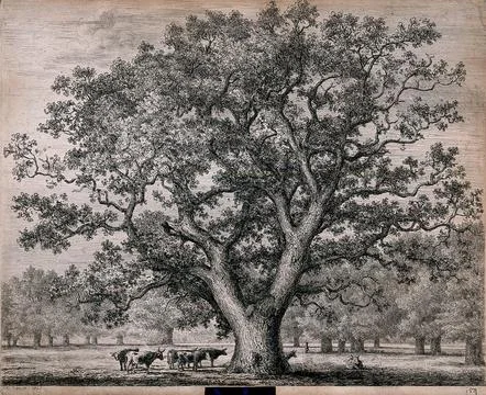 A large oak tree (Quercus robur L.) sheltering cattle in open parkland. Etc.. Stock Illustration
