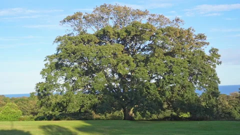 Large Oak Tree with sea view part 1 Stock Footage 139007735