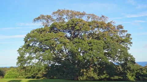 Large Oak Tree with sea view part 2 Stock Footage 139008056