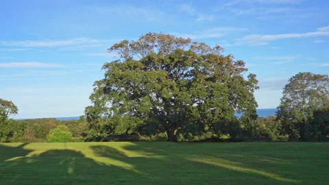 Large Oak Tree with sea view part 4 Stock Footage 139008785