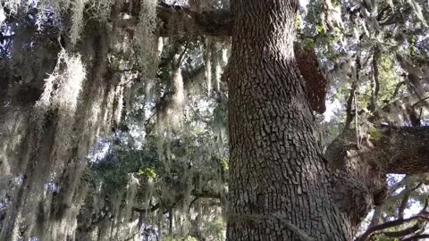 Large Oak Tree with Spanish Moss in Sunlight Stockbeeldmateriaal 348166367