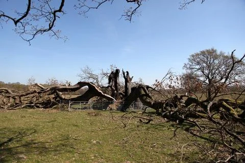 Large oak tree split down the middle after lightning strike Stock Photos