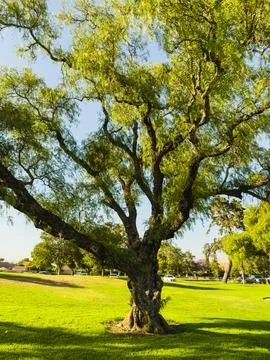 Large oak tree with sprawling branches in a sunny park. Stock Photos