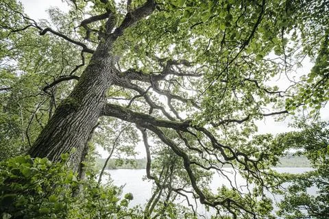 Large oak tree with sprawling branches and lush green leaves overlooking a .. Stock Photos