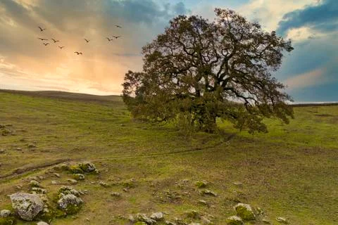 Large oak tree at sunset Stock Photos