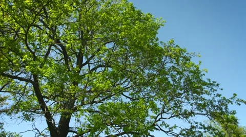 Large oak tree. vertical panning Video stock 41186362
