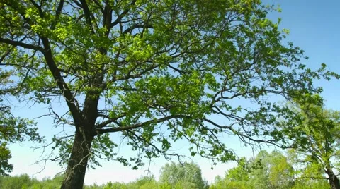 Large oak tree. vertical panning Stockbeeldmateriaal 41846871
