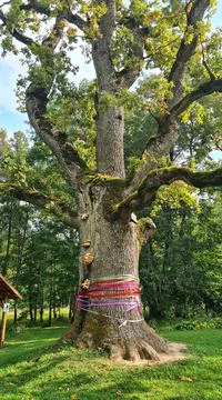 Large oak tree with a very thick sap and branches at the edge of the forest Stock Photos