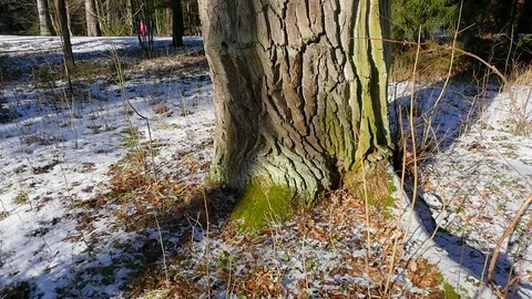 Large oak tree in the winter forest Vidéo 73435980