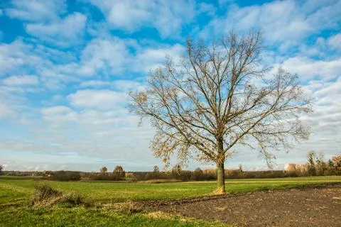 Large oak tree without leaves growing in the meadow Stock Photos