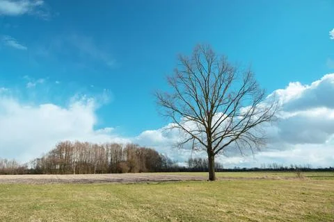 Large oak tree without leaves in the meadow Stock Photos