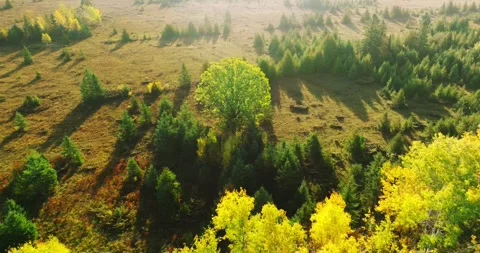 Large Oak zoom in Stock Footage 256918893